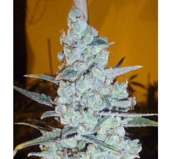 Critical x Jack Herer Auto Autoflower by Delicious Seeds