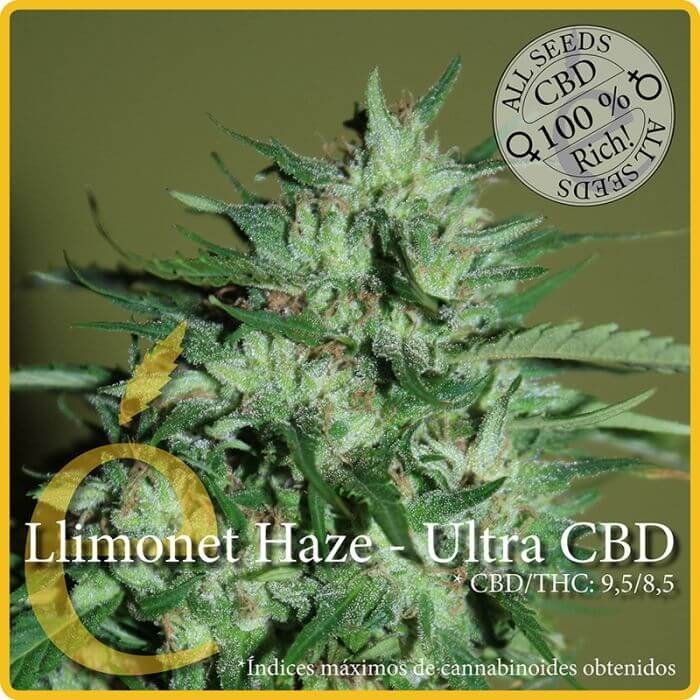 Llimonet Haze Ultra CBD Feminized by Elite Seeds