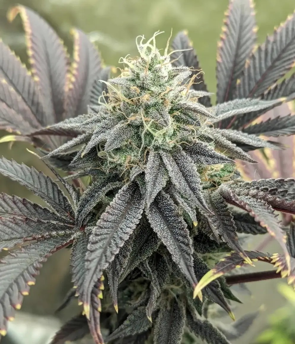 Kruntz Regular by Bask Triangle Farms