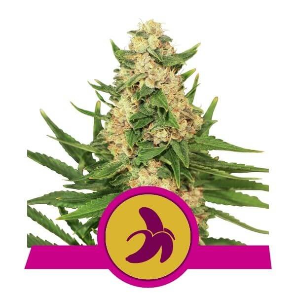 Fat Banana Feminized by Royal Queen Seeds