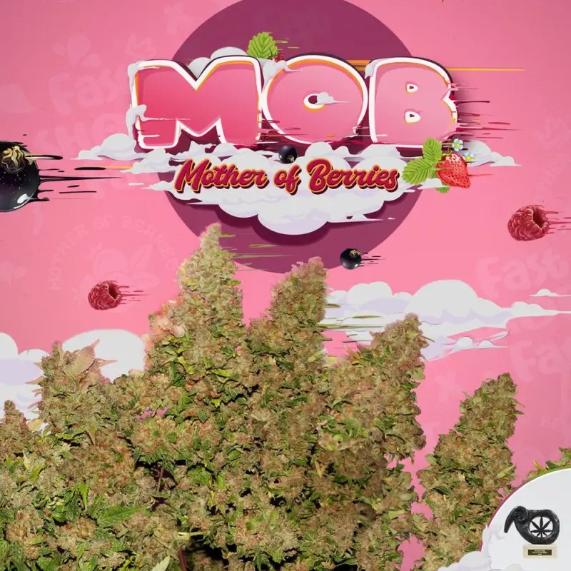 MOB - Mother of Berries Feminized by T.H. Seeds