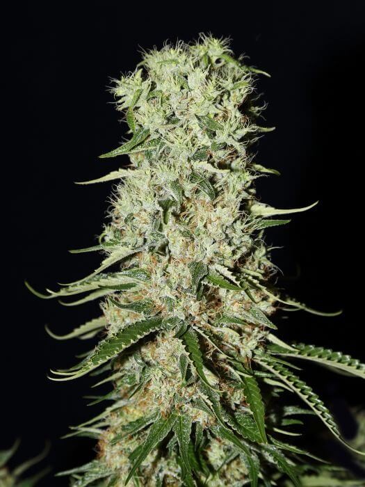 Damnesia Feminized by Strain Hunters Seedbank