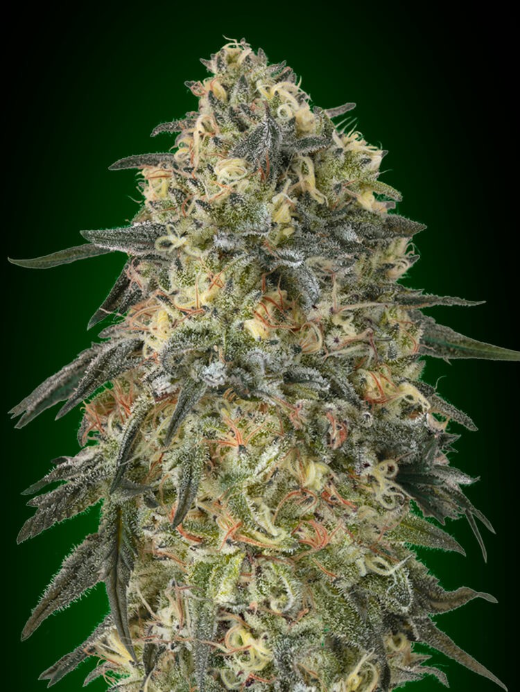 Gorilla Feminized by 00 Seeds Bank