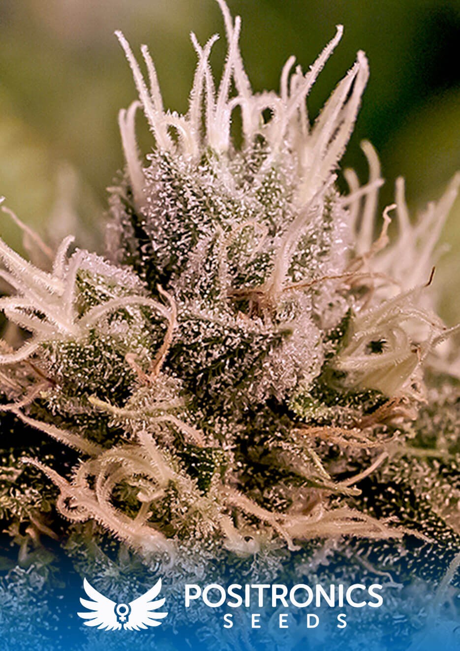 Jack Diesel Express Autoflower by Positronics