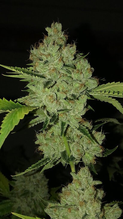 Jewel Feminized by Botafarm Genetics