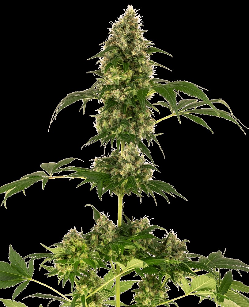 Cobalt Haze (aka Sensi #11) Feminized by Sensi Seeds
