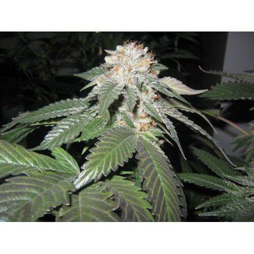 Julius Caesar Feminized by The Cali Connection
