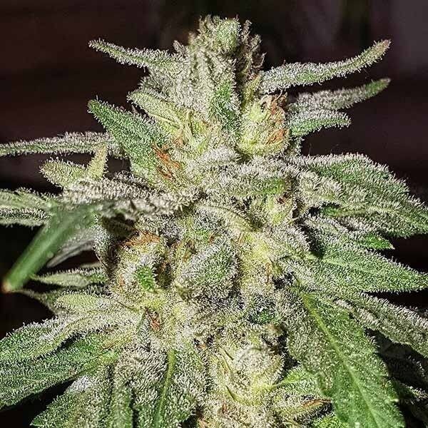 Lord Kush Feminized by Delicious Seeds
