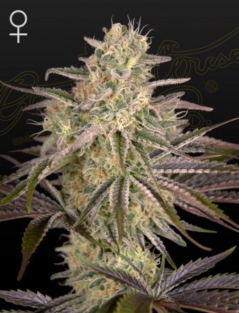 Cloud Walker Feminized by Green House seeds
