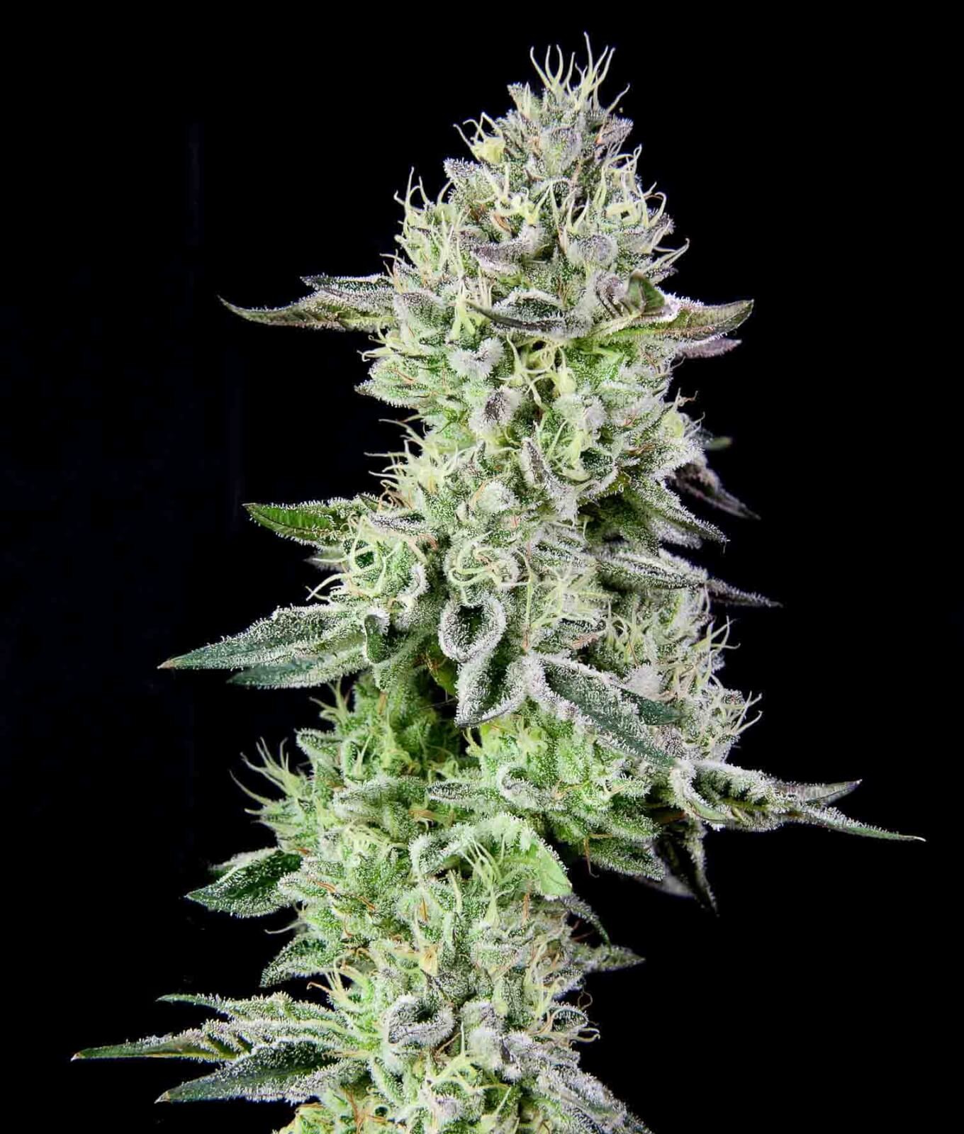 Barbara's Pie Feminized by The Grateful Seeds