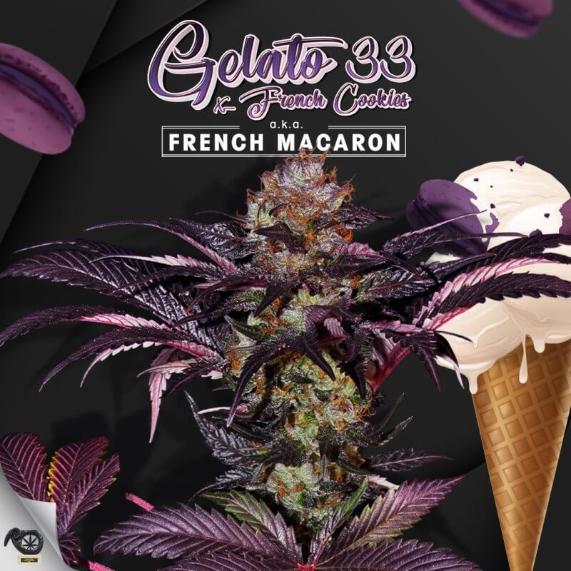 French Macaron aka Gelato 33 Feminized by T.H. Seeds