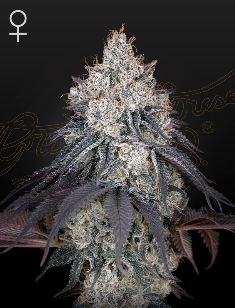 Lemon Orange Feminized by Green House seeds