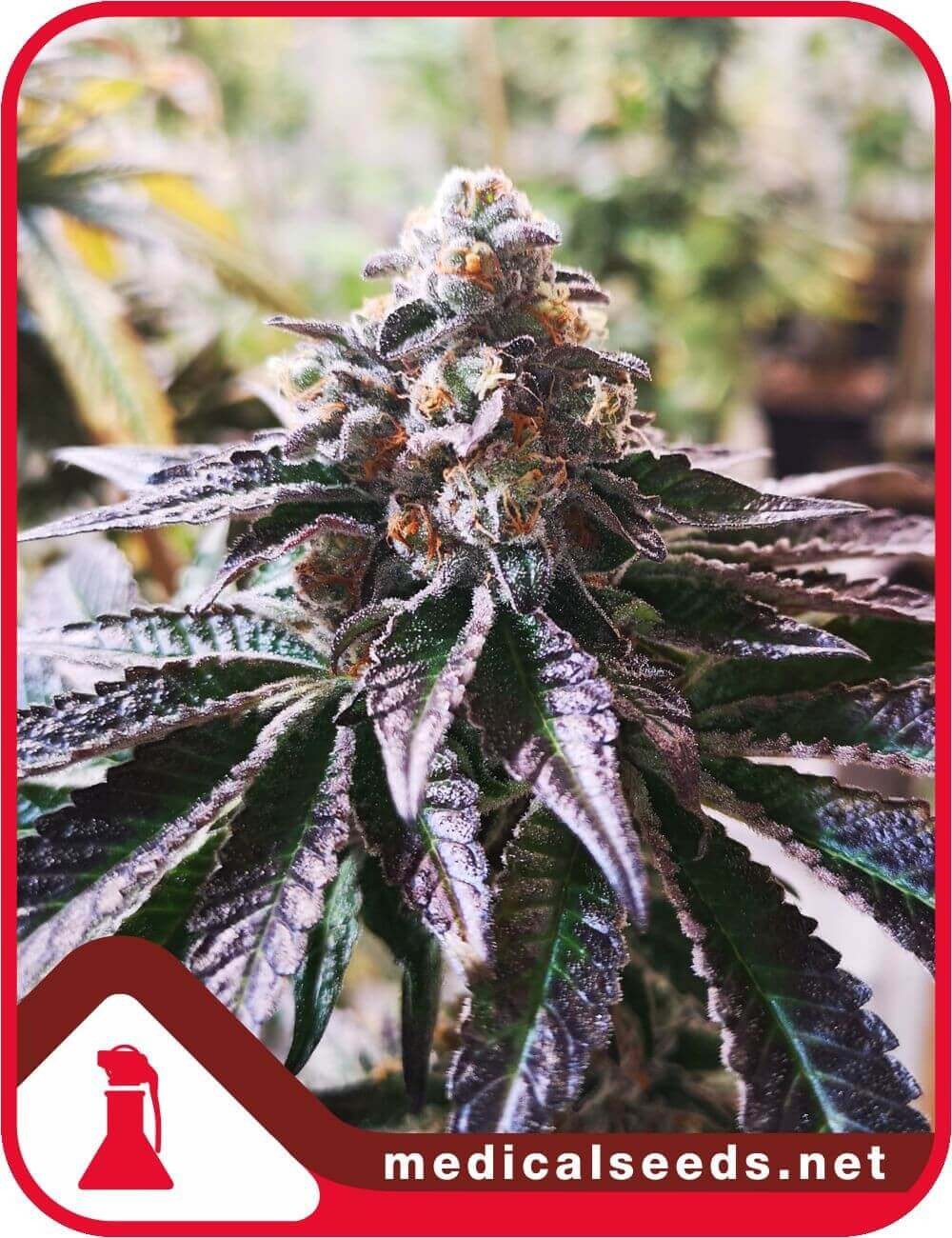 Cookies Purple Punch Feminized by Medical Seeds