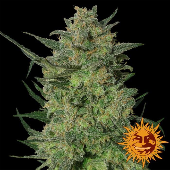 LSD Feminized by Barneys Farm