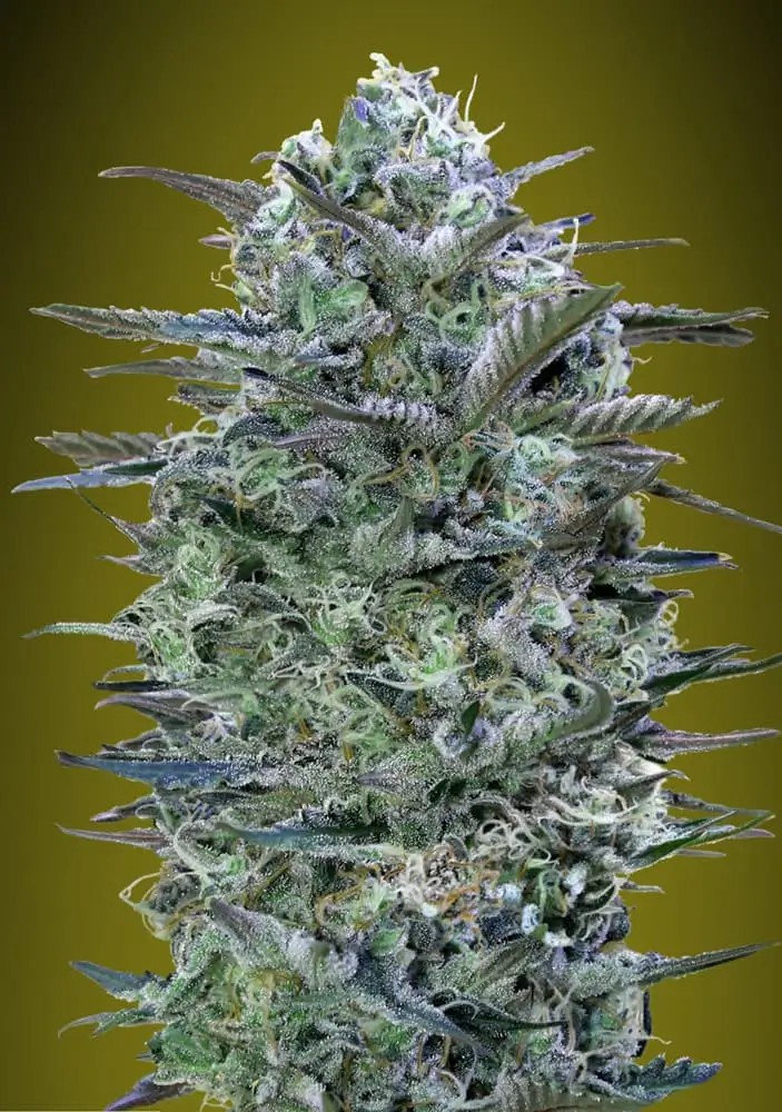 Critical Lemon Feminized by Advanced Seeds