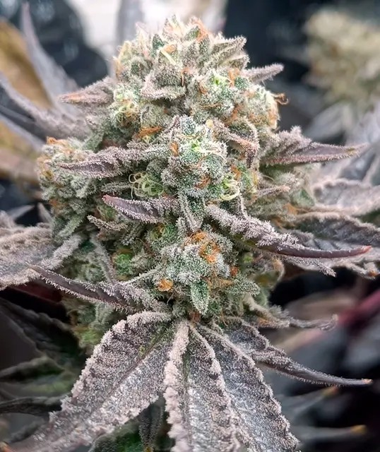 Cherry Mints x Purple Punch Feminized by Tramuntana Seeds