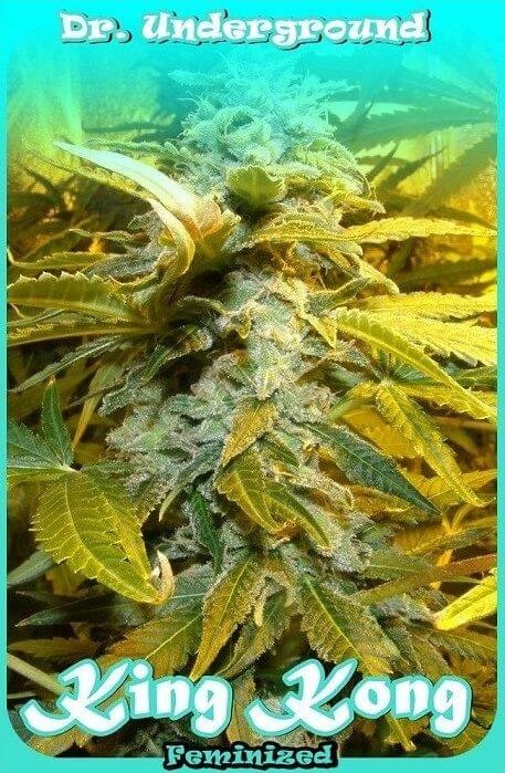 King Kong Feminized by Dr. Underground Seeds