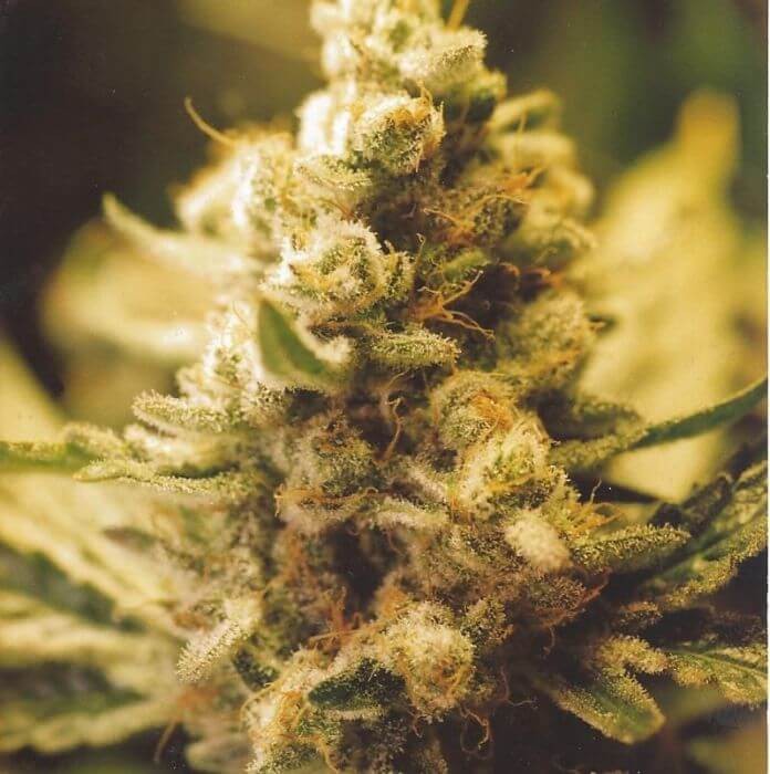Lemon Kush Feminized by Female Seeds