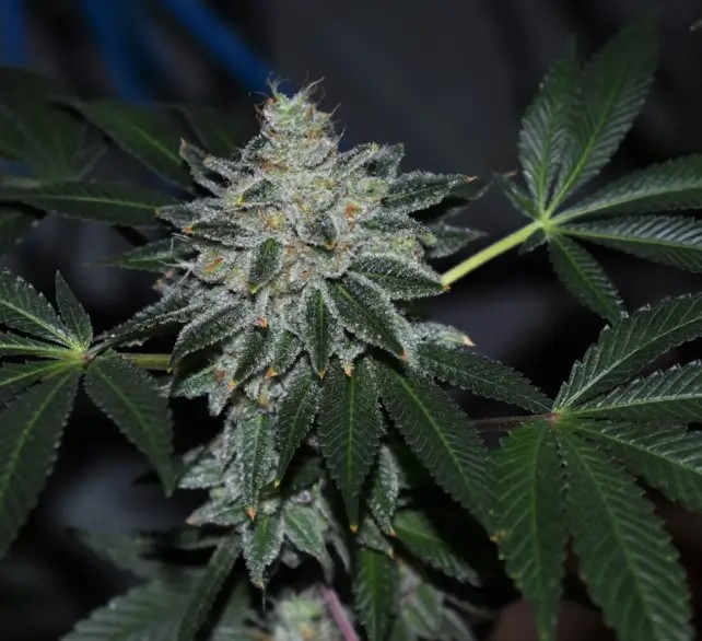 Klementine S1 Feminized by R-Kiem Seeds