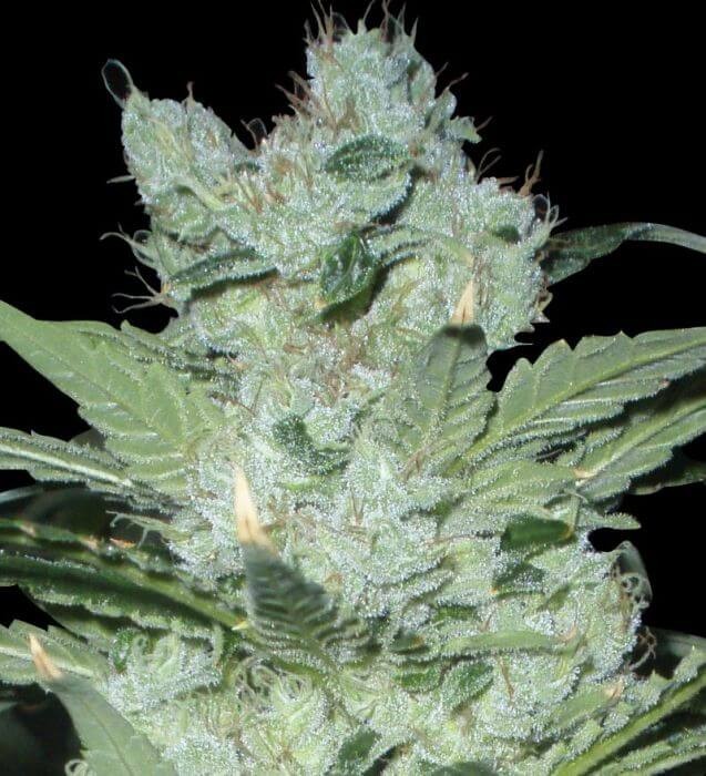 Critical Neville Haze 2.0 Feminized by Delicious Seeds