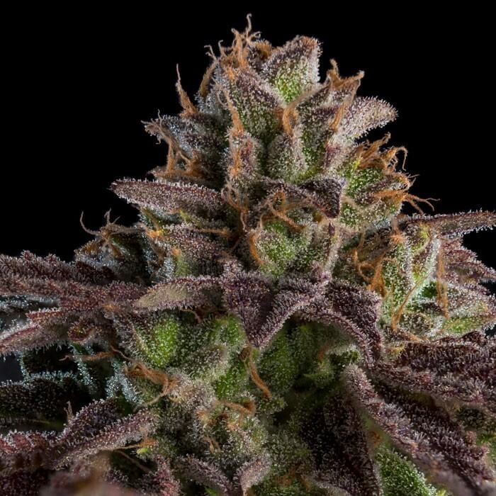 K-Mintz Auto Autoflower by Ripper Seeds