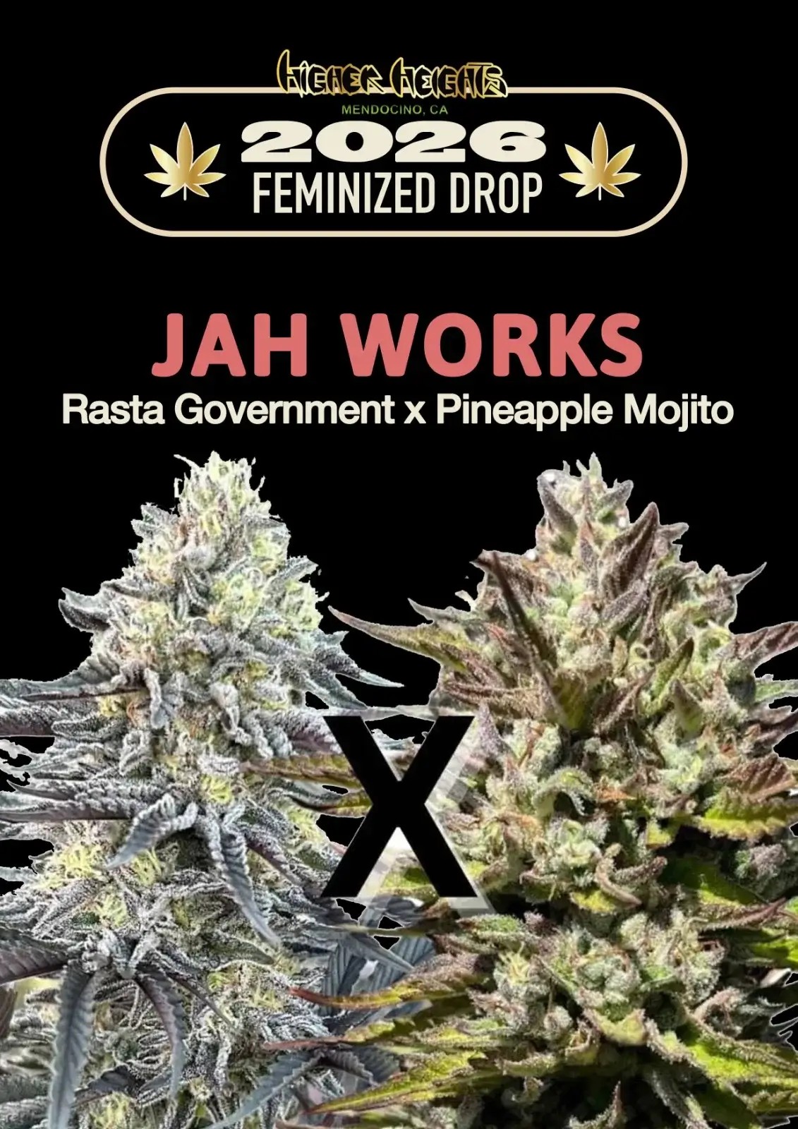 Jah Works Feminized by Higher Heights Mendo