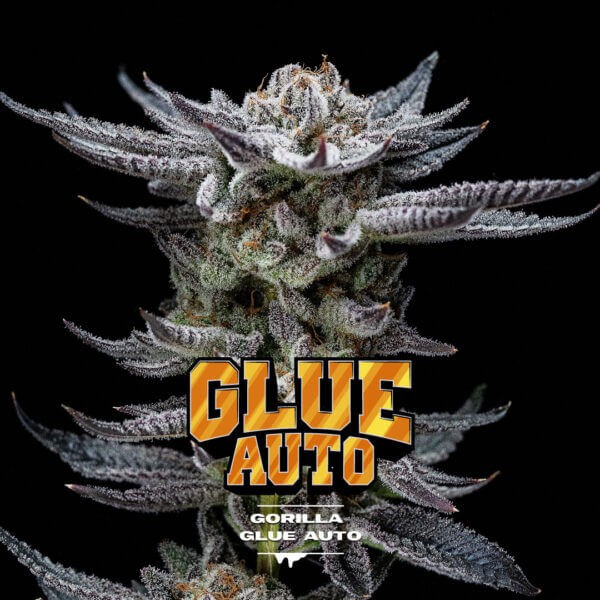 Gorilla Kingdom Glue Auto Autoflower by BSF Seeds