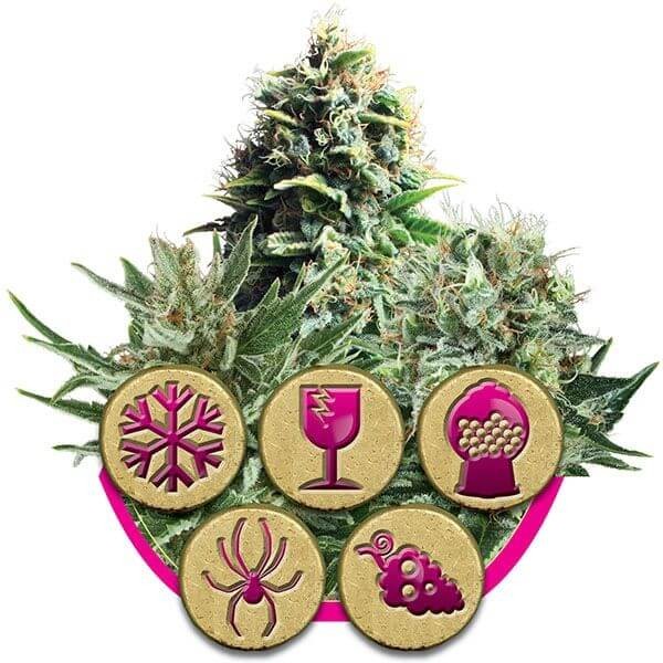 Feminized Mix Feminized by Royal Queen Seeds