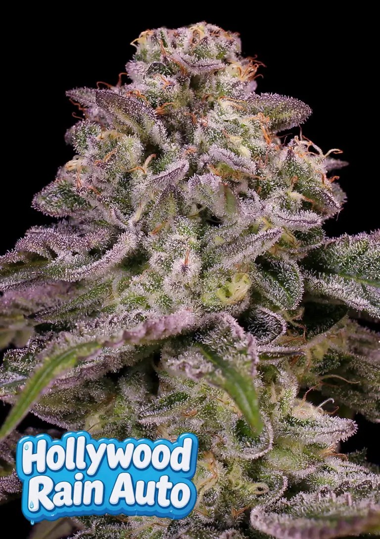 Hollywood Rain Auto Autoflower by Anesia Seeds