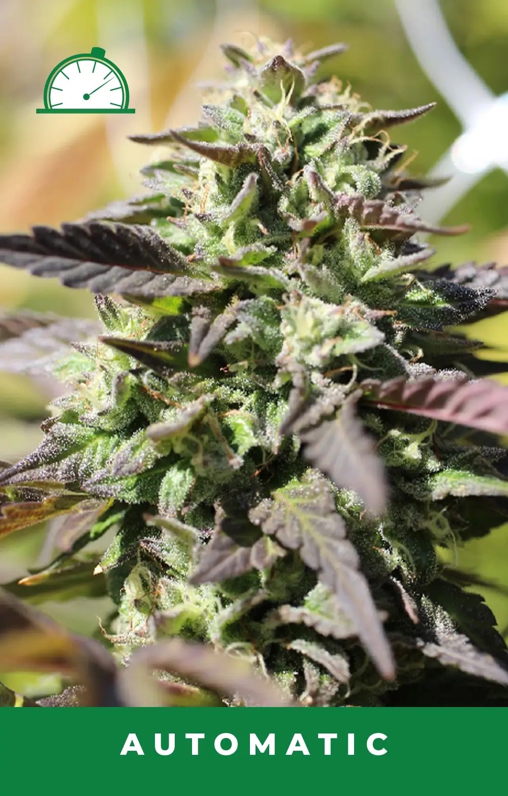 Chunkadelic Auto Autoflower by Humboldt Seed Company