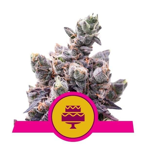 Wedding Gelato Feminized by Royal Queen Seeds