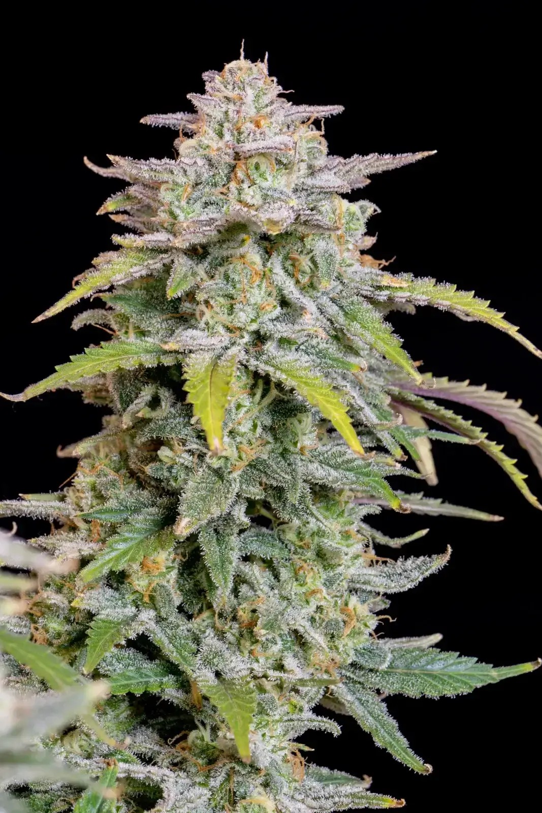 Forbidden Runtz Auto Autoflower by Fast Buds