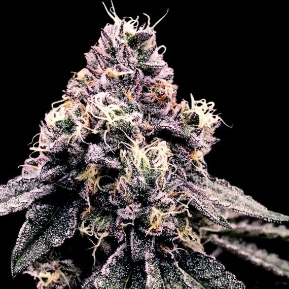 Kosher Pie Feminized by DNA Genetics