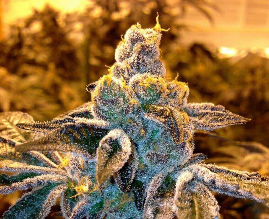 Candyland Feminized by Grand Daddy Purple Seeds
