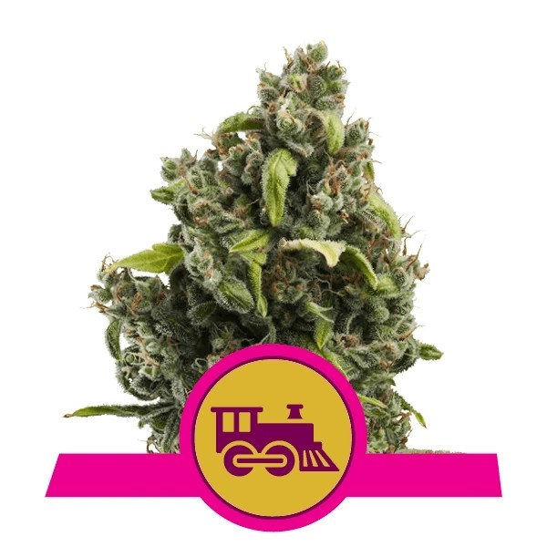 Candy Kush Express Fast Flowering Feminized by Royal Queen Seeds