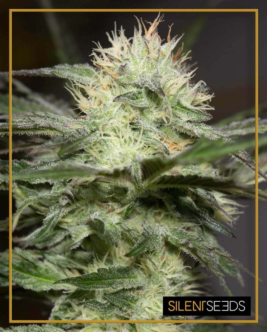 Lemon Sorbet Feminized by Silent Seeds