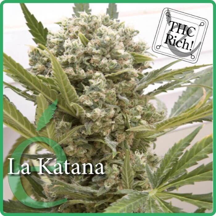 La Katana Feminized by Elite Seeds