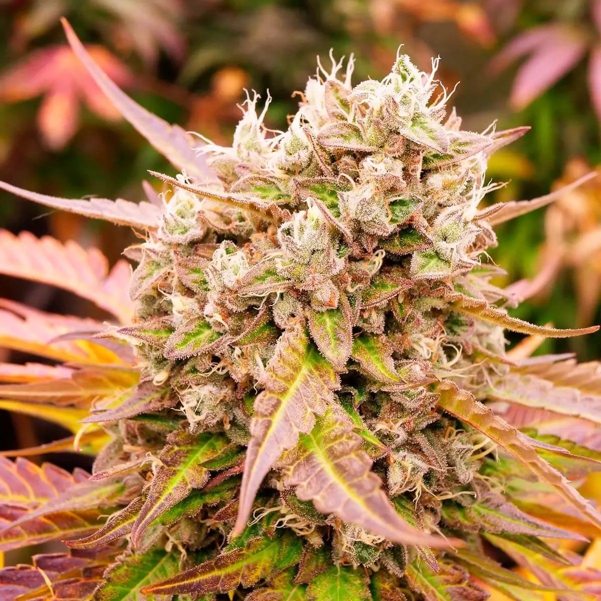 Dark Lemonade Auto Autoflower by Delicious Seeds