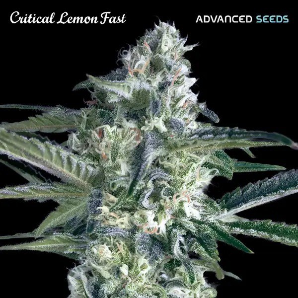 Critical Lemon Fast Feminized by Advanced Seeds