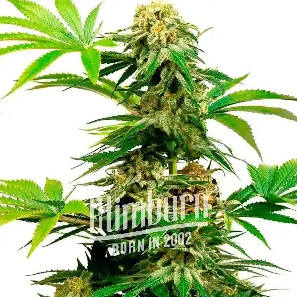 Harlequin Feminized by Blimburn Seeds