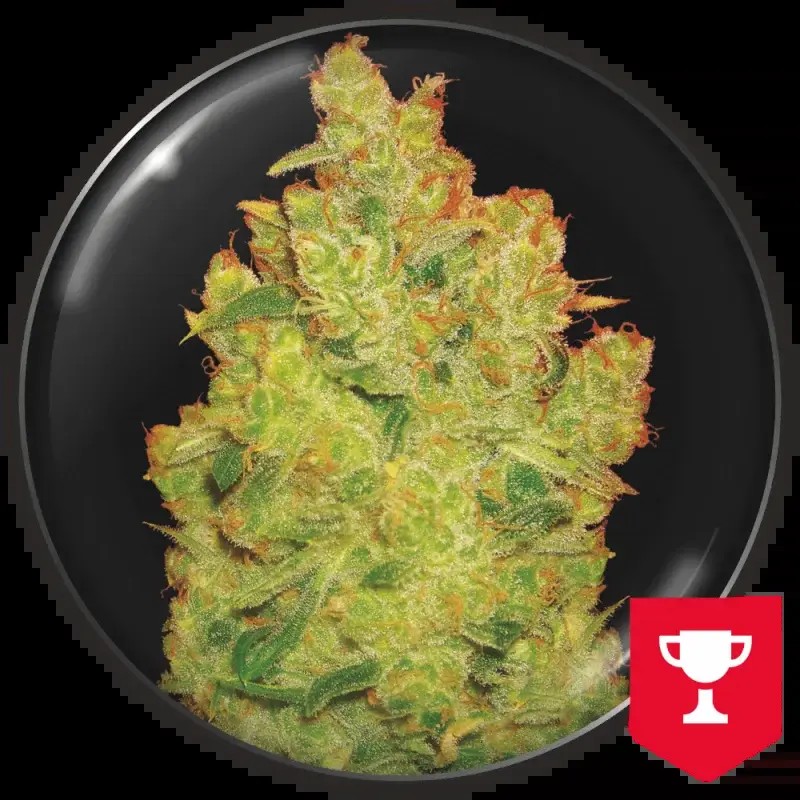 Jack la Mota Feminized by Medical Seeds
