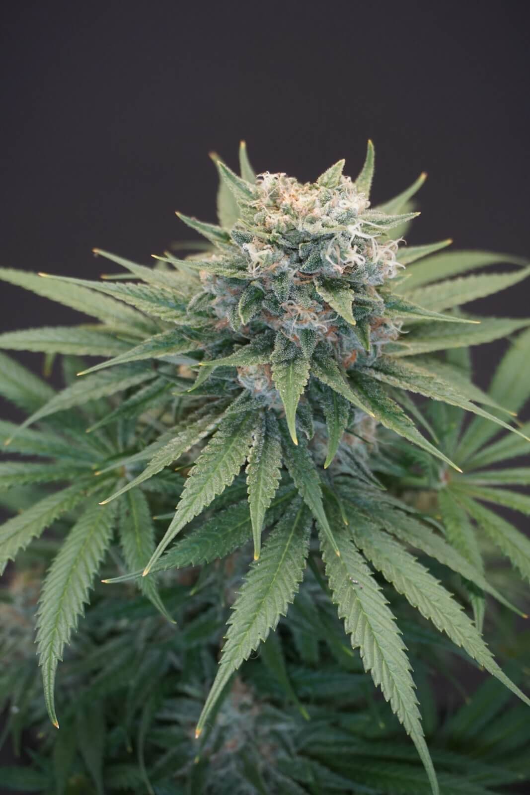 LeMello Feminized by Karma Genetics