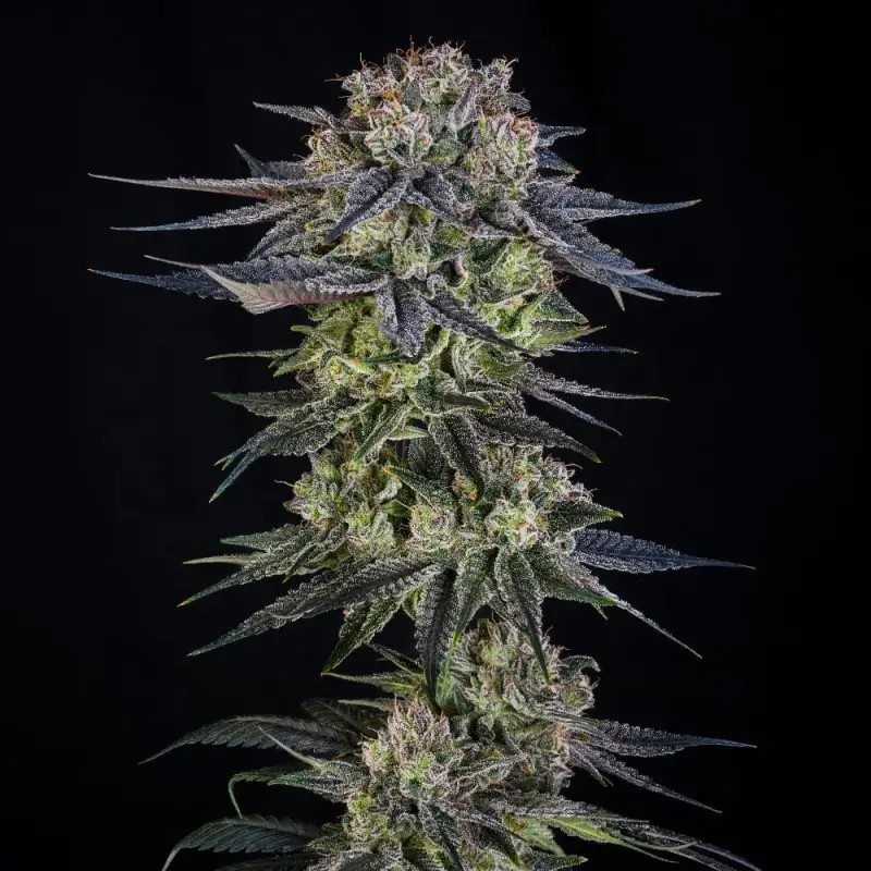 Julian Marley Special Feminized by Silent Seeds