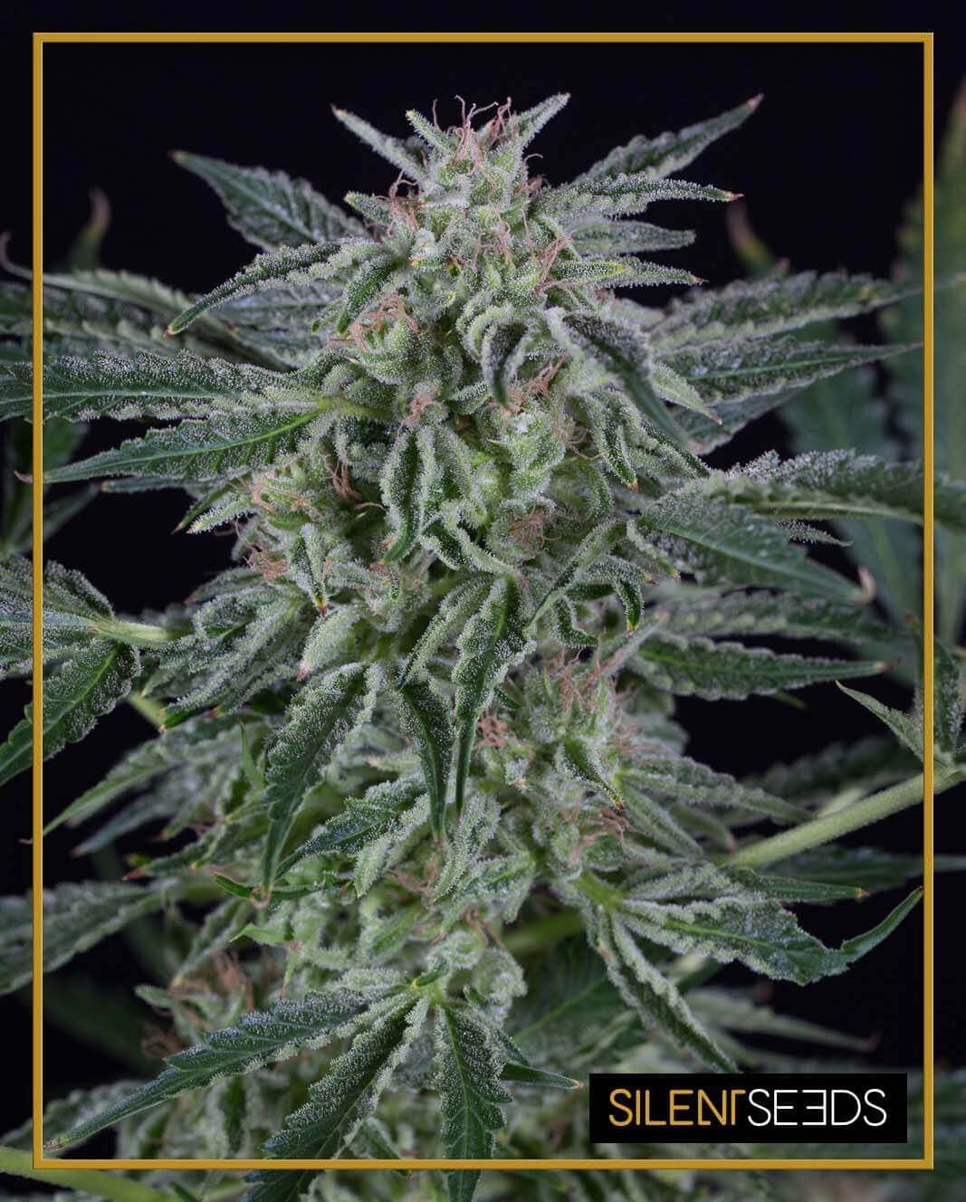 Critical Jack Auto Autoflower by Silent Seeds