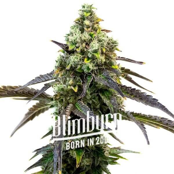 RS11 aka Rainbow Sherbert #11 Feminized by Blimburn Seeds