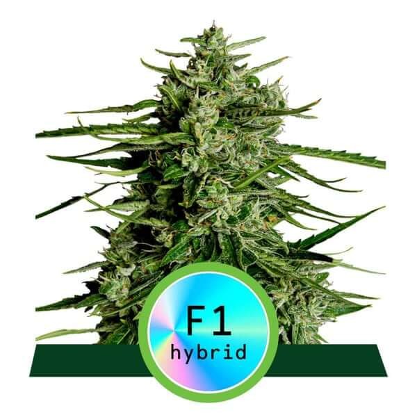Titan F1 Auto Autoflower by Royal Queen Seeds