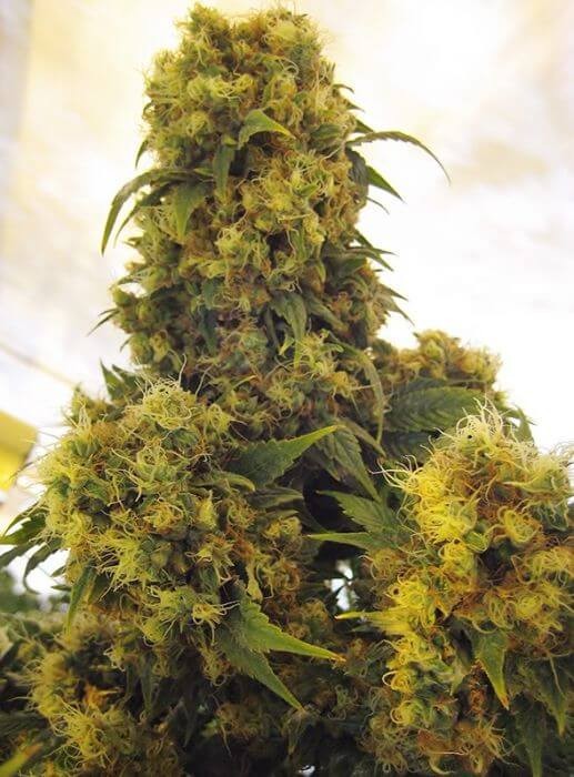 Critical Skunk Regular by Mr Nice