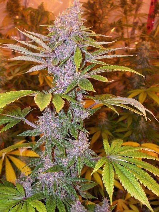 Pakistan Chitral Kush Reg Regular by Ace Seeds