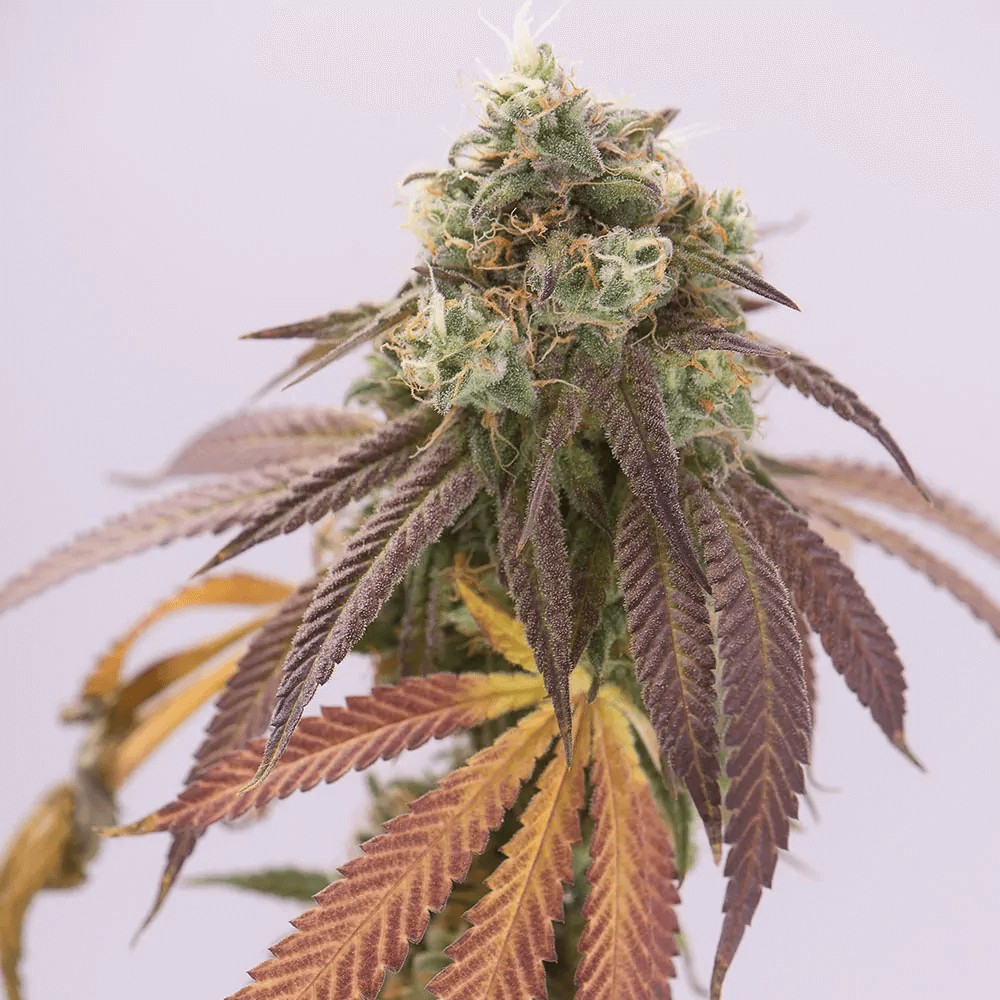 Double Cookies Auto Autoflower by BSF Seeds