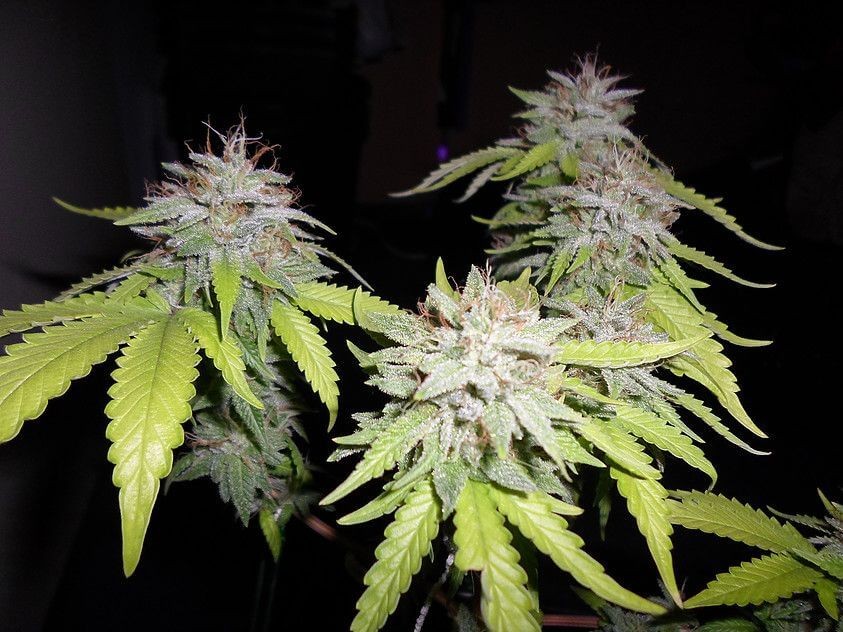 Grapefruit Diesel Feminized by Pheno Finder Seeds